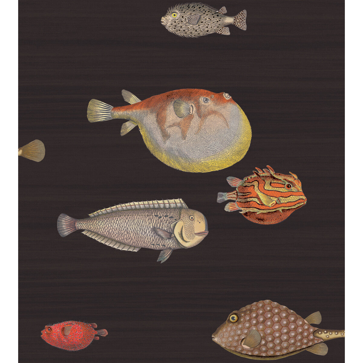 Acquario-Black &amp; Multi