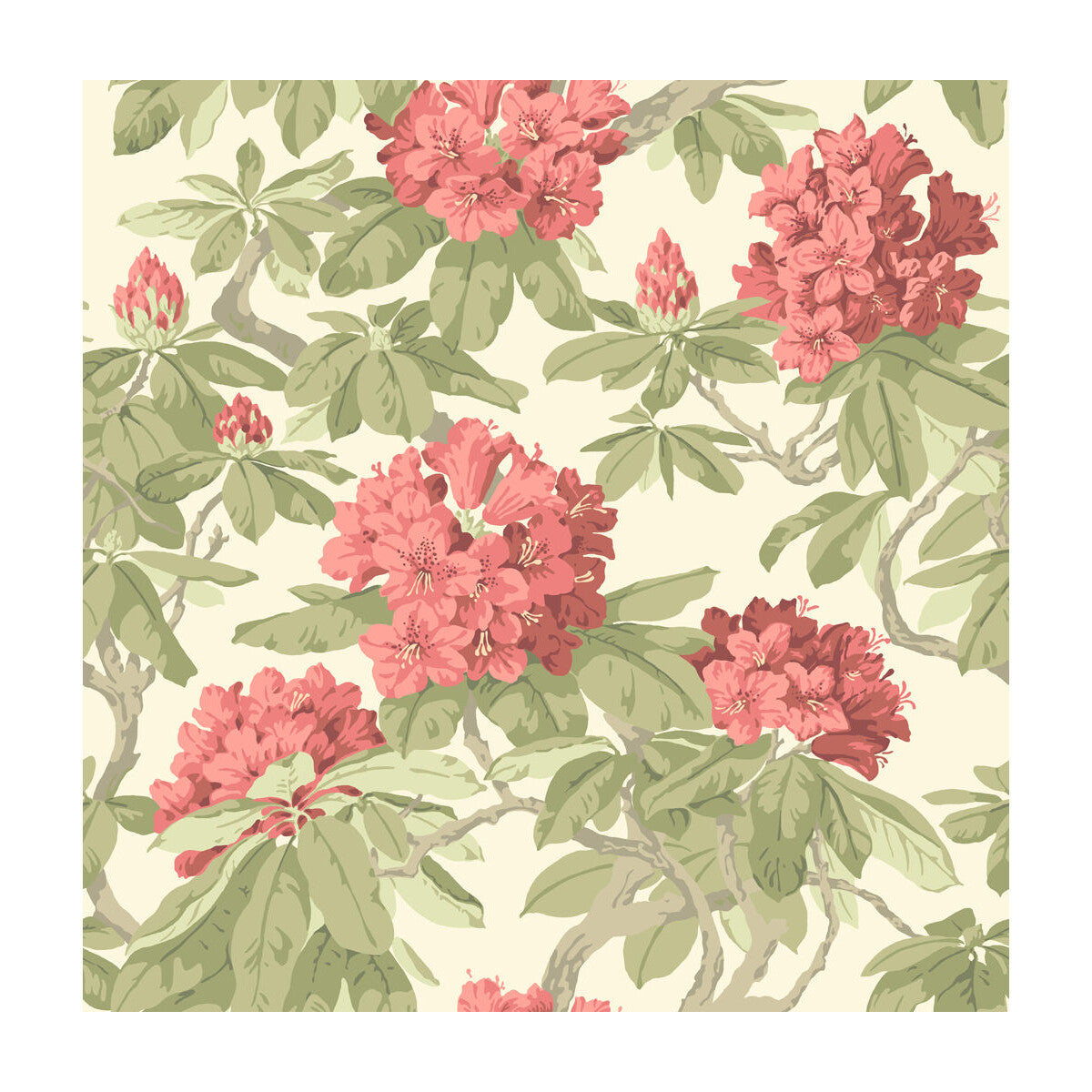 Bourlie-Coral