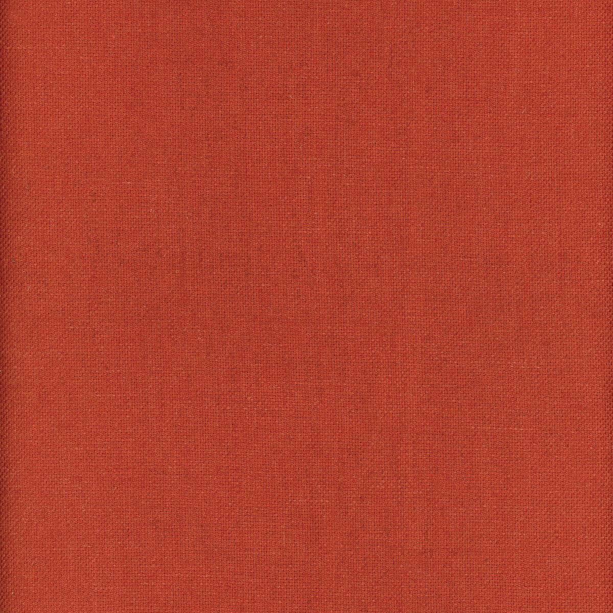 Beagle-Coral