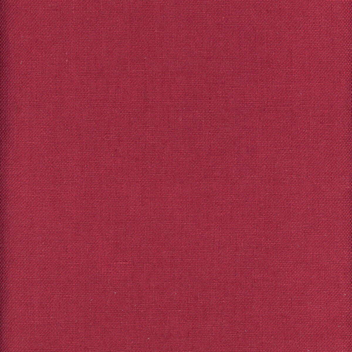 Beagle-Orchid
