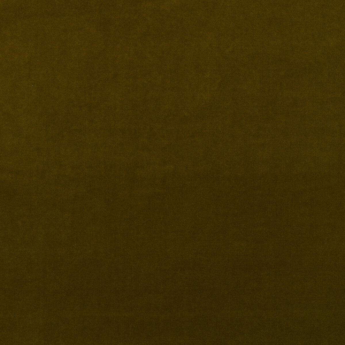 Medici-Olive