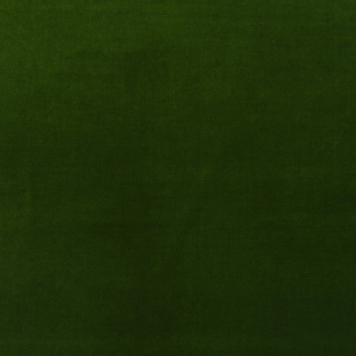 Medici-Ivy