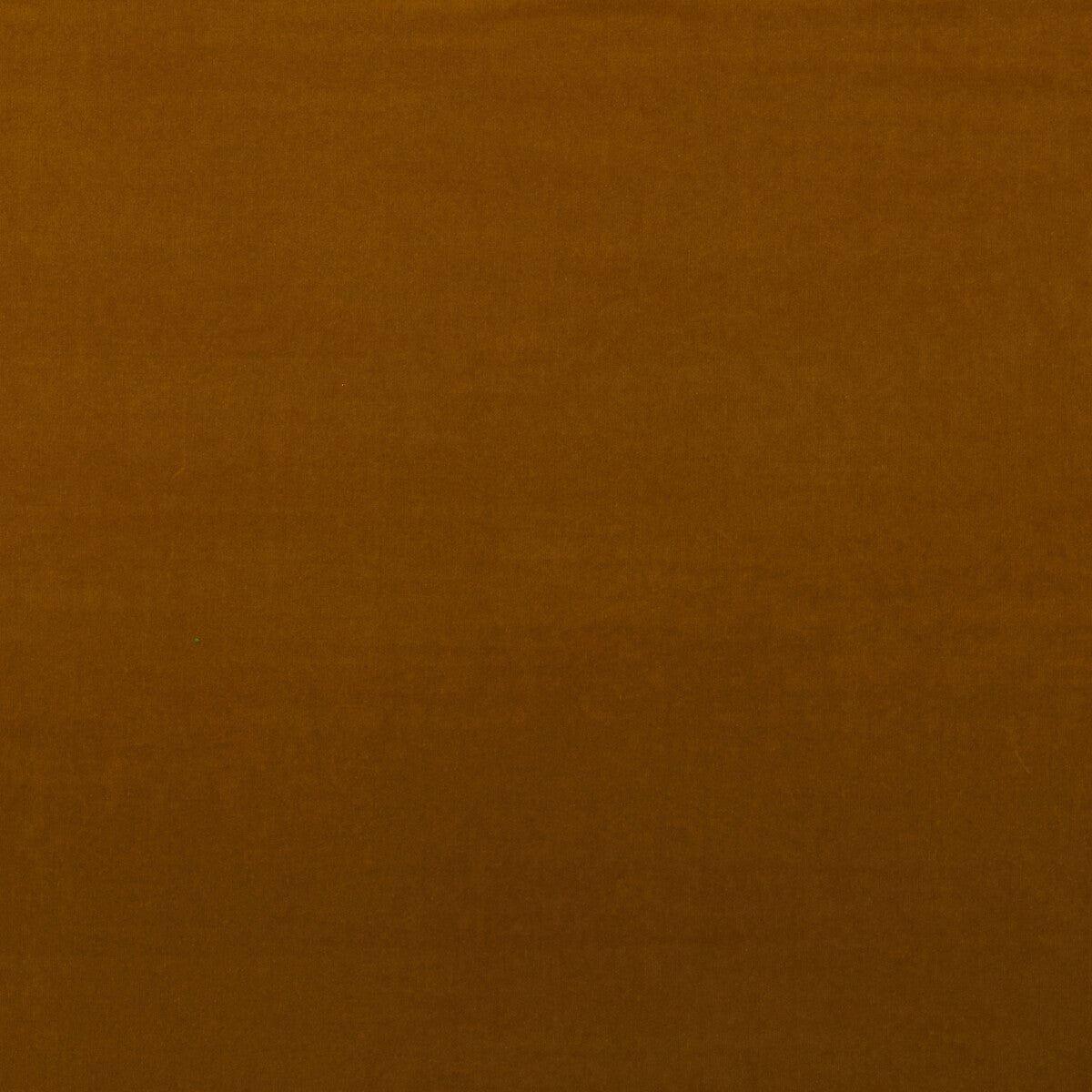 Medici-Mustard