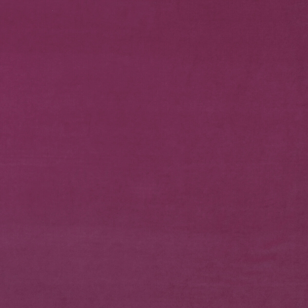 Medici-Geranium