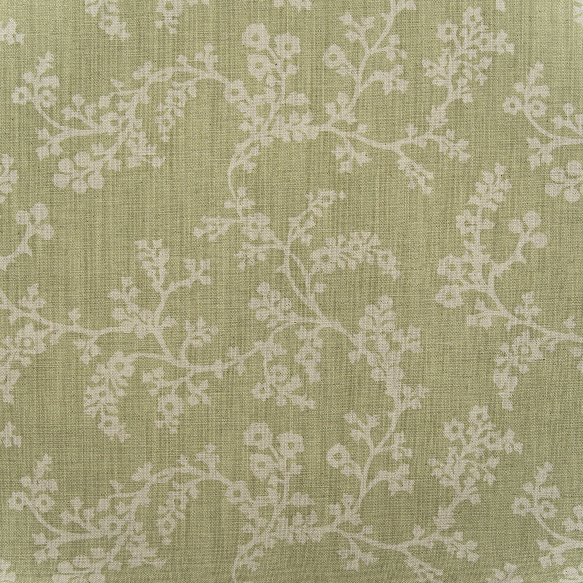Vine-Fennel
