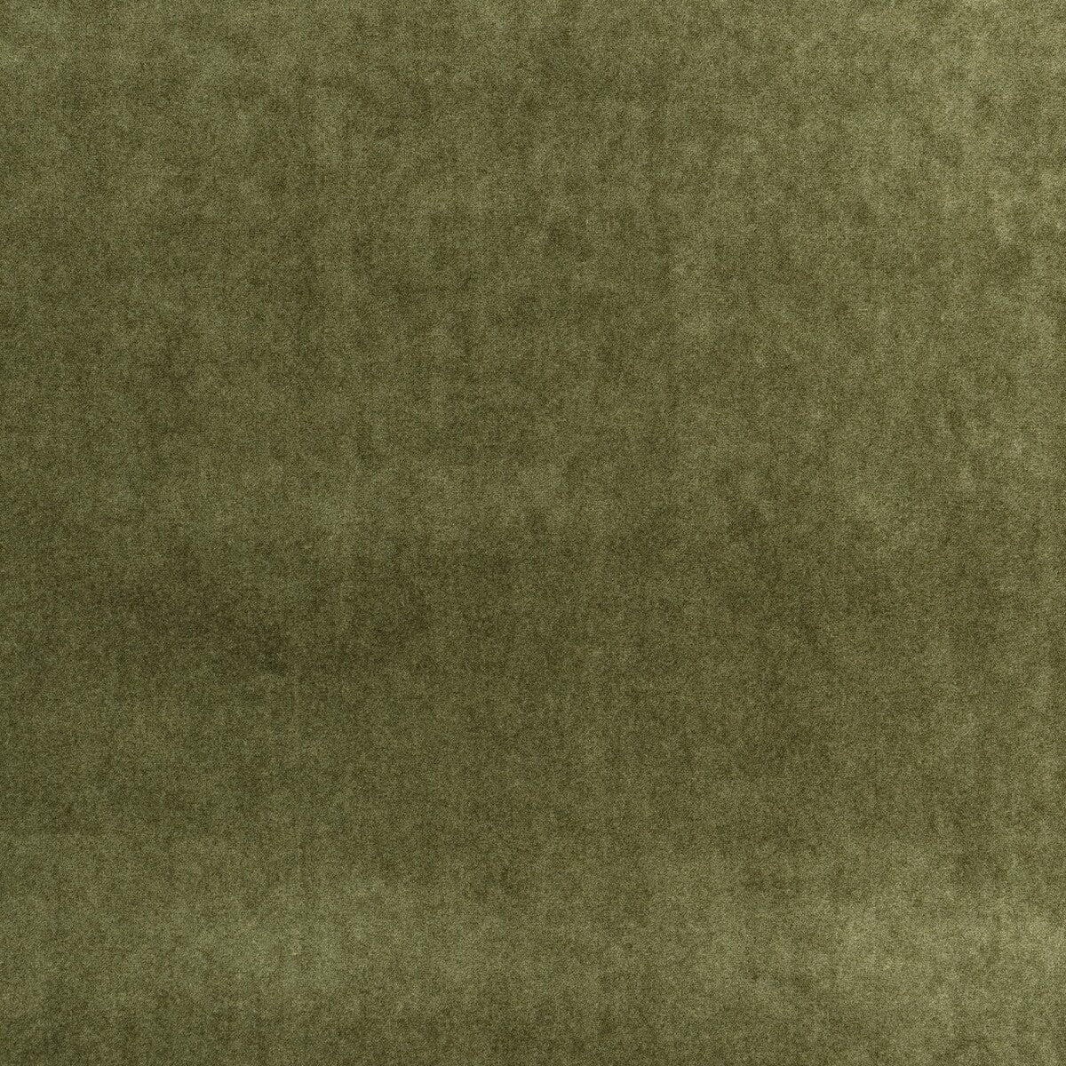Venetia-Olive
