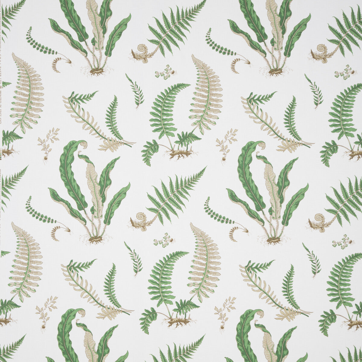 Ferns Print-Snow