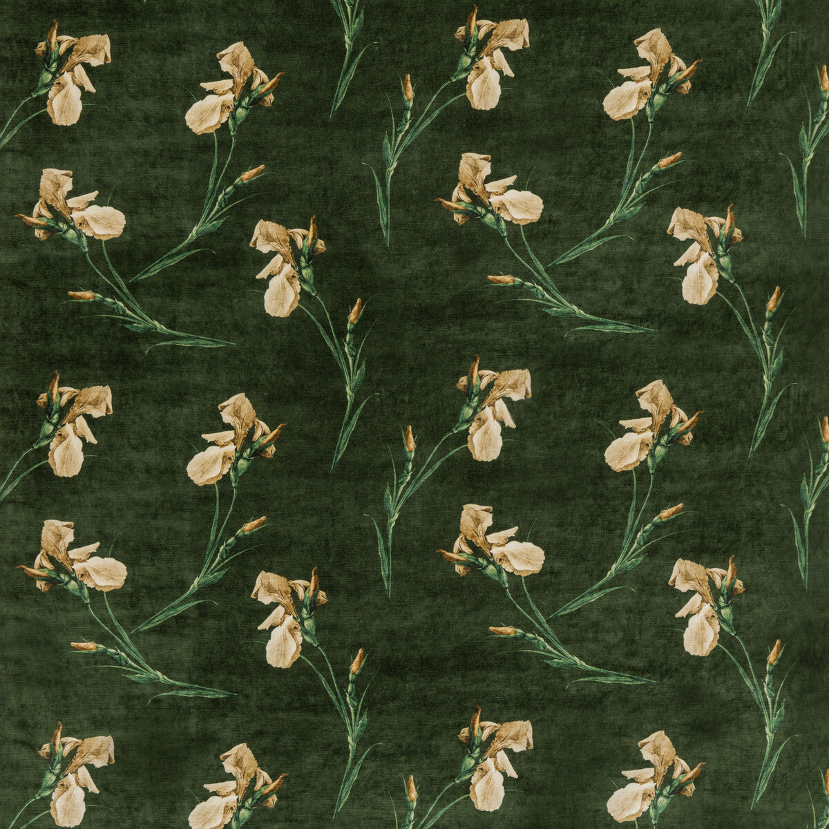 Baker Iris-Emerald
