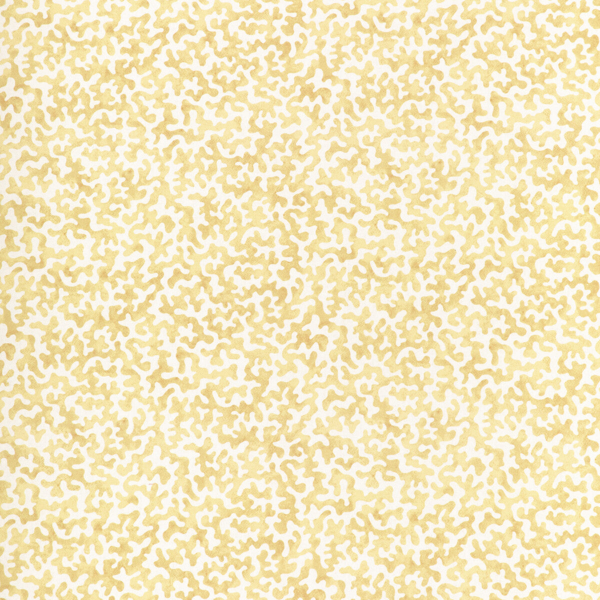 Coralcoast-Cornsilk
