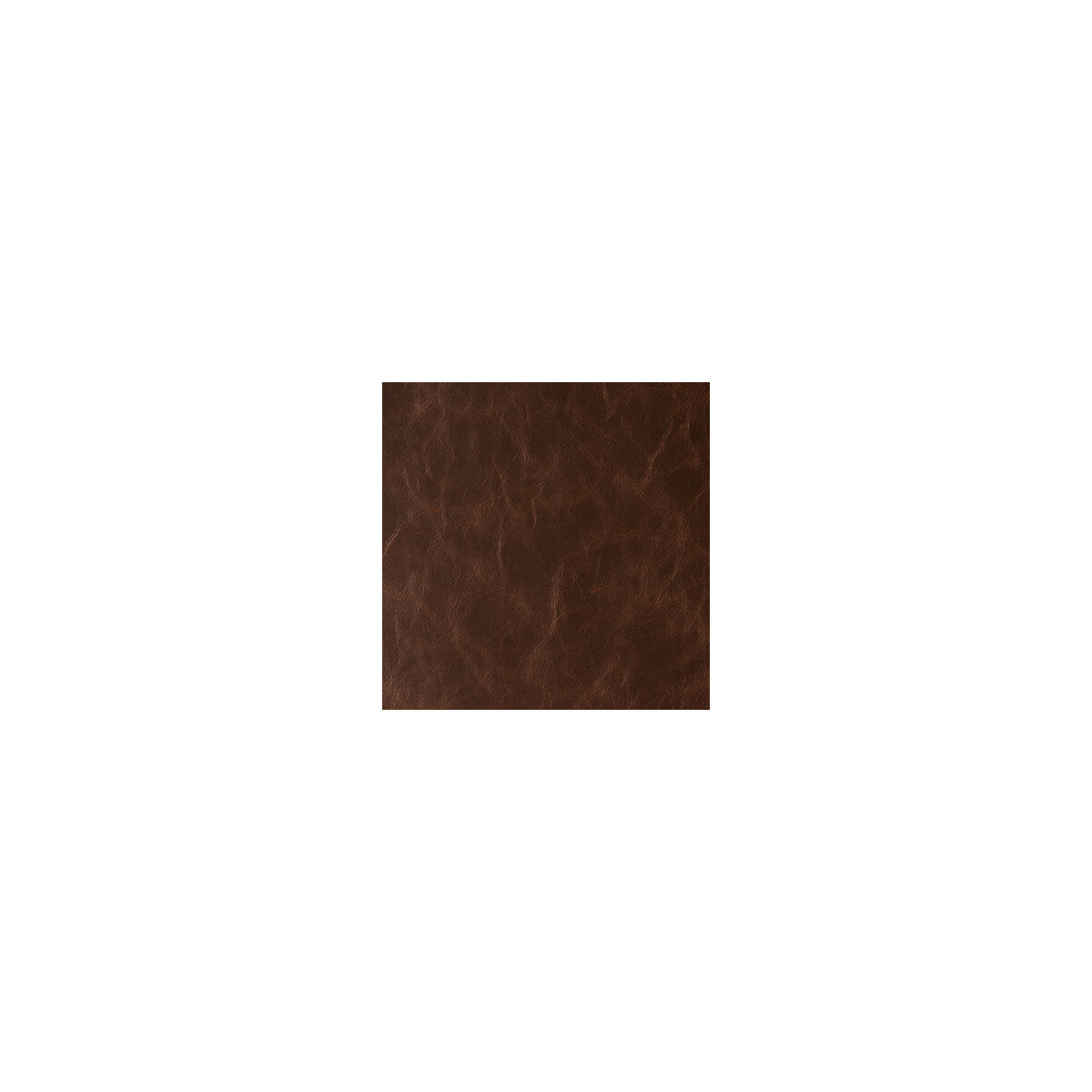 Daytripper-Hot Chocolate