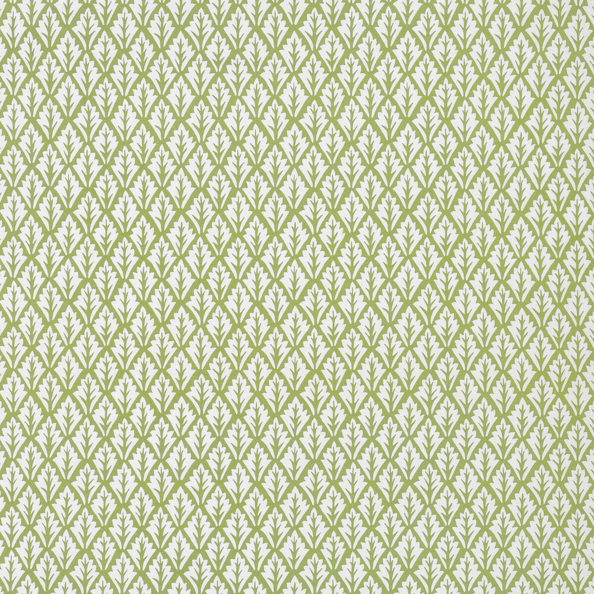 Dorso-Olive