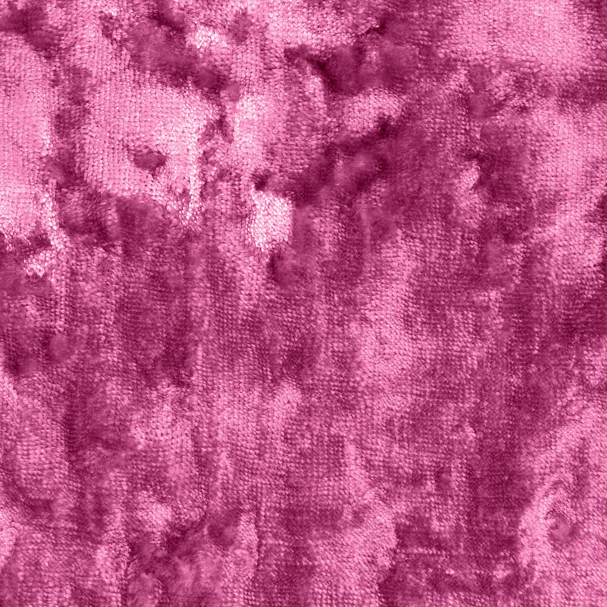 Crush-Carnation