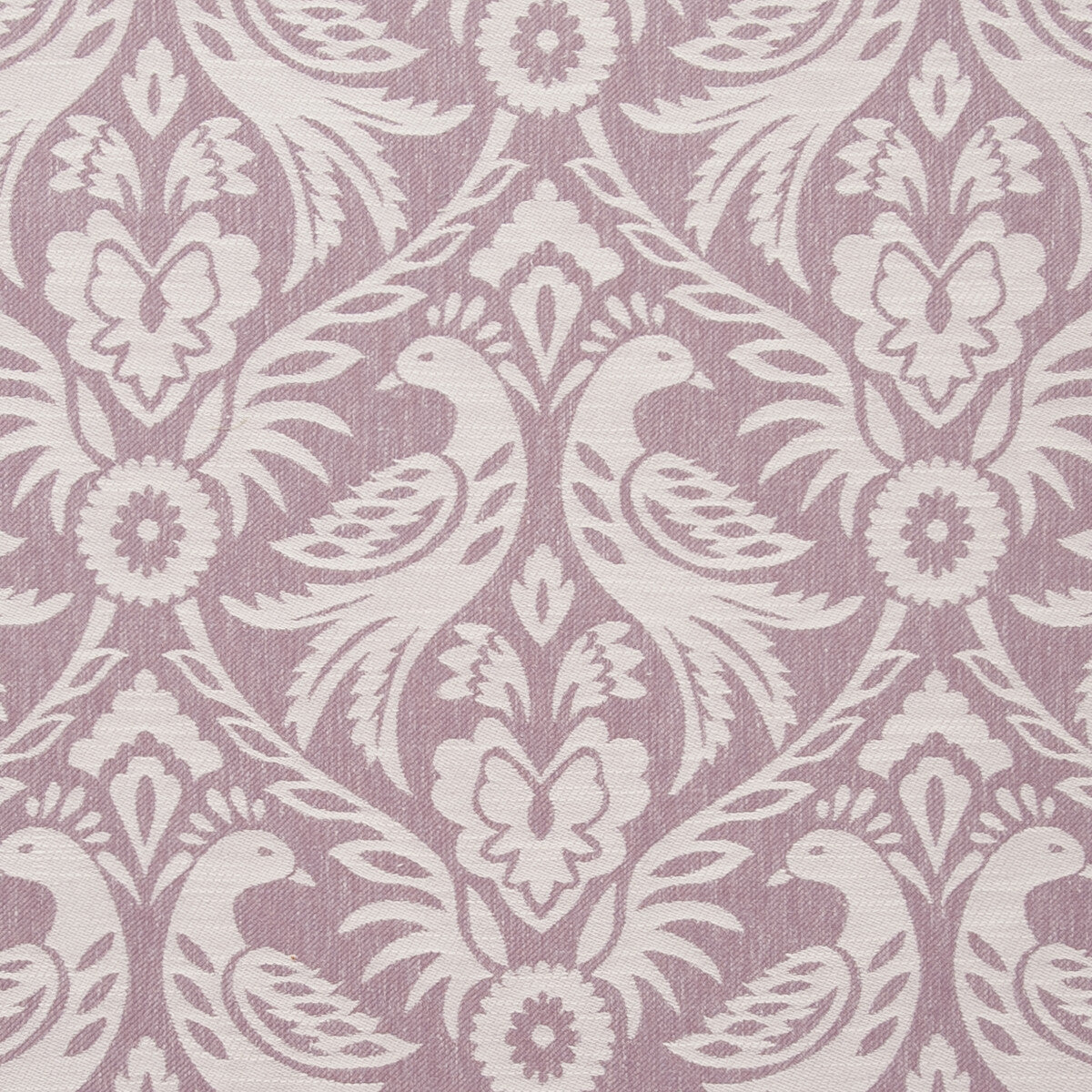 Harewood-Orchid