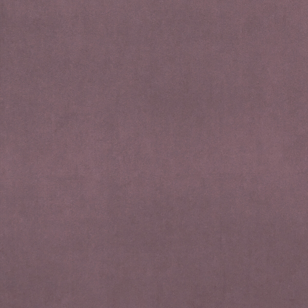 Alvar-Lavender