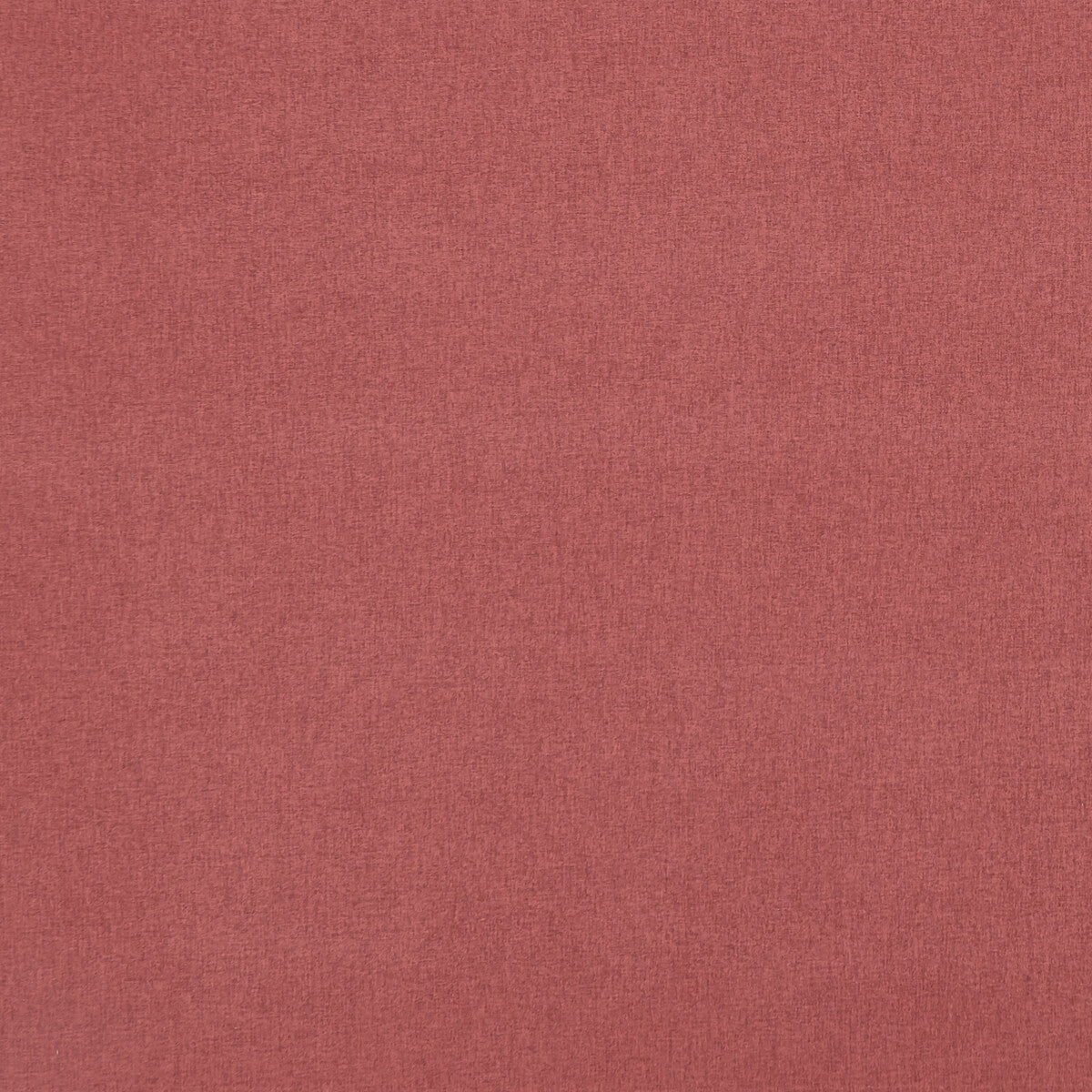 Highlander-Garnet Rose