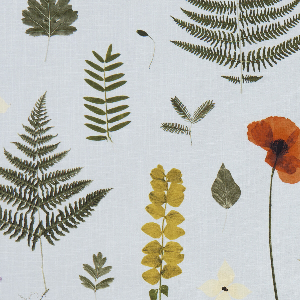 Herbarium-Mineral