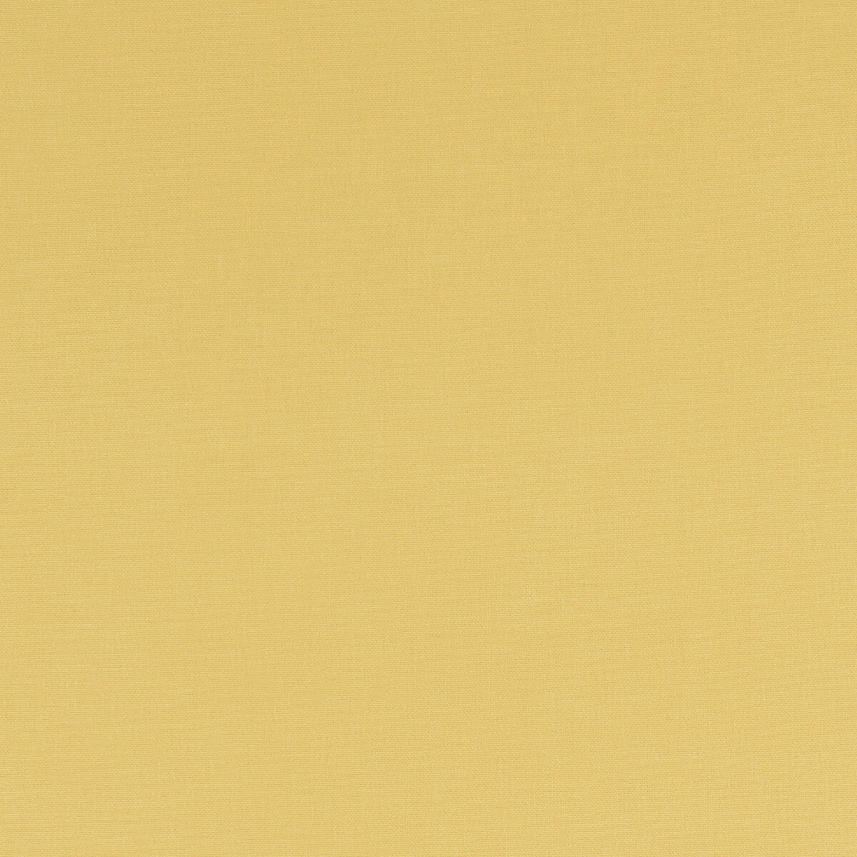 Alora-Buttercup