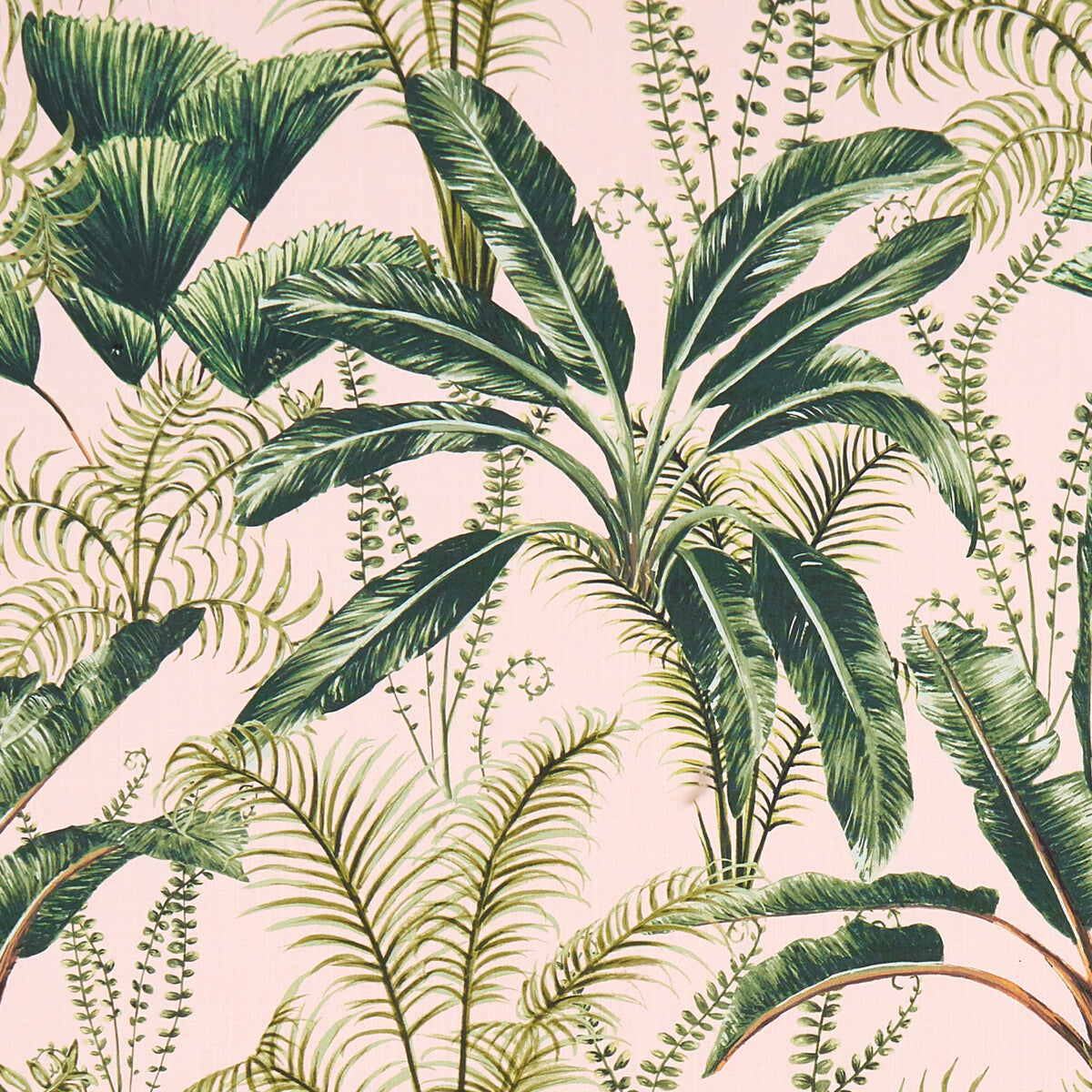 Majorelle-Blush