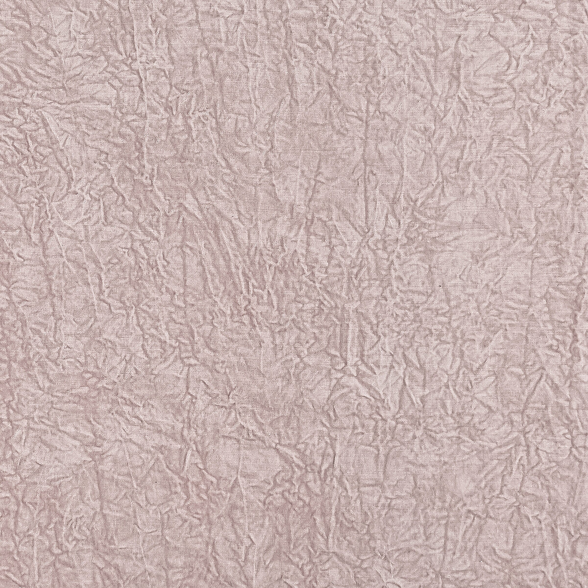 Abelia-Blush
