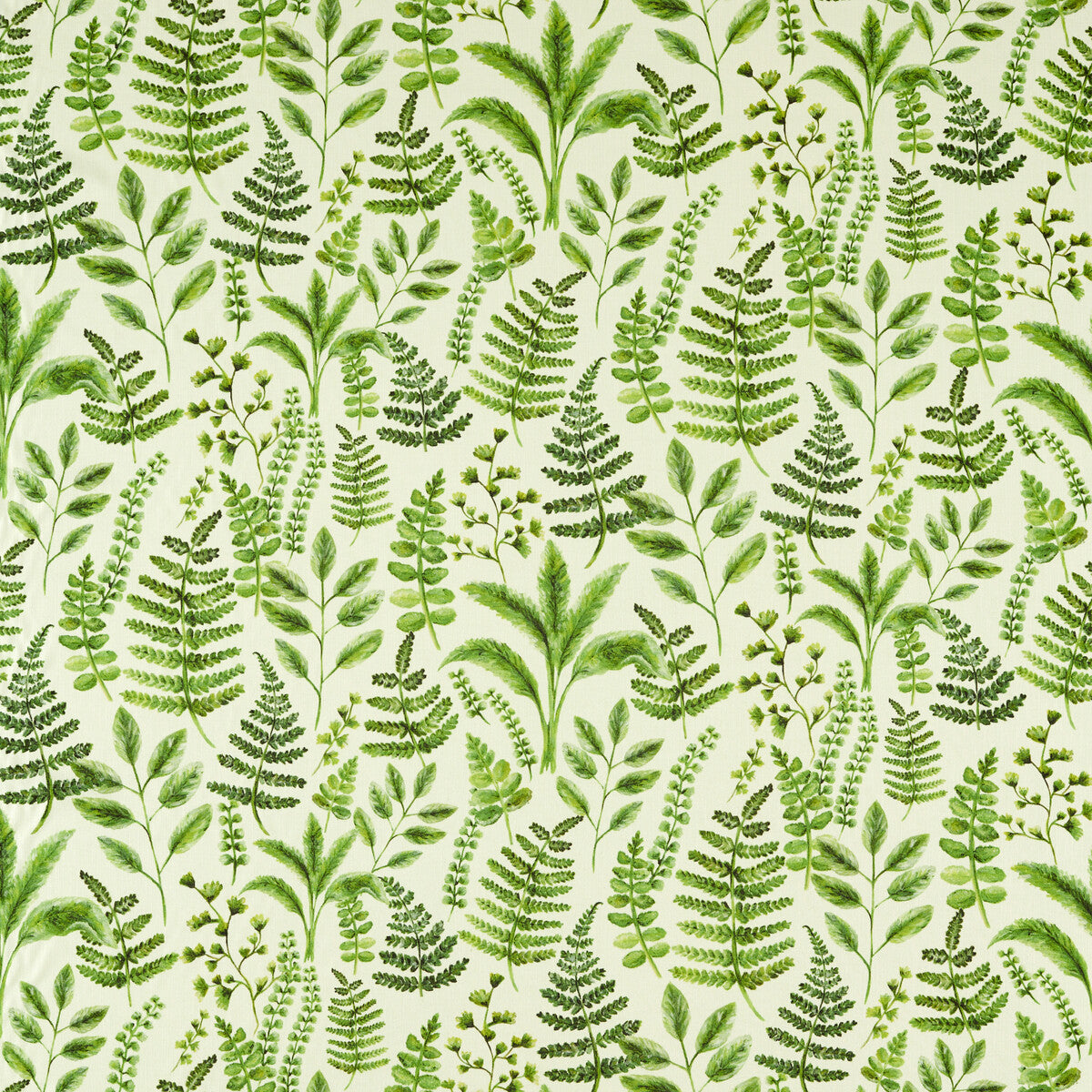 Bracken-Forest