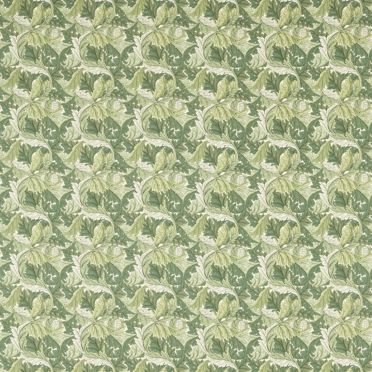 Acanthus-Apple/Sage