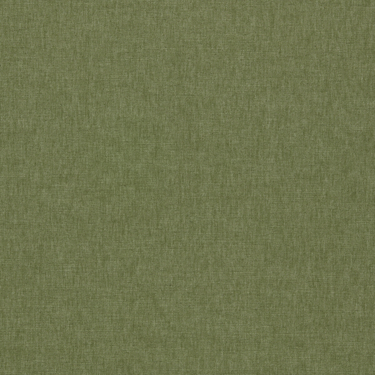 Paradiso-Olive