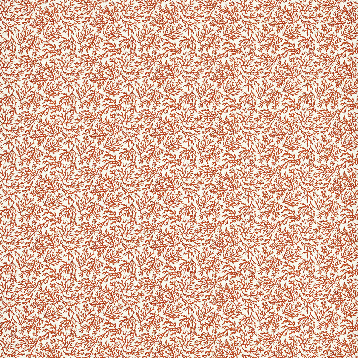 Seabed-Coral