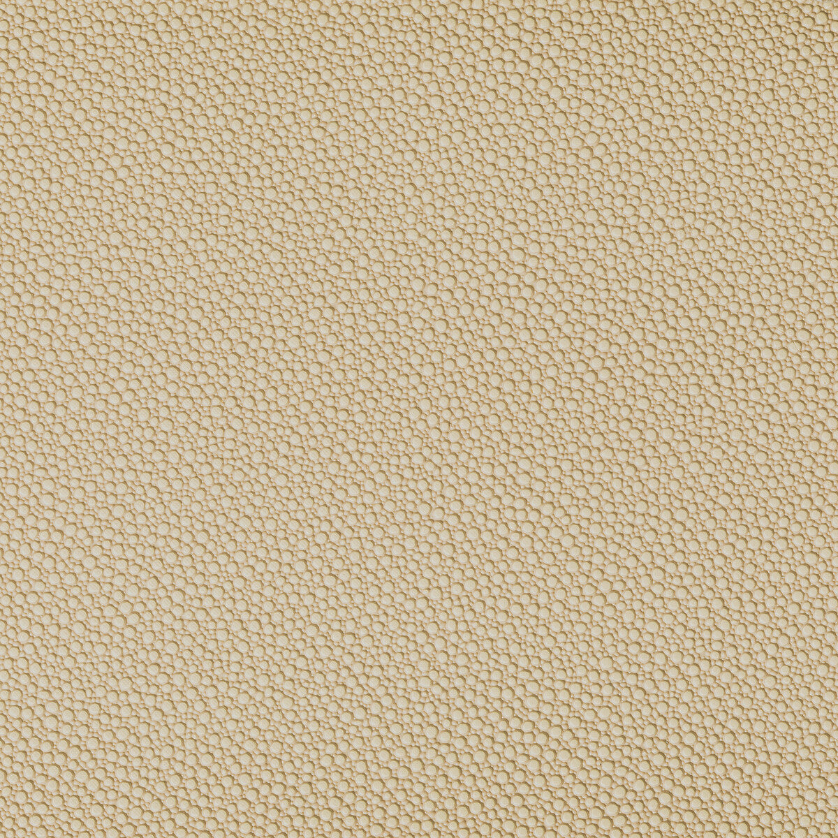 Fetch-Sandbar