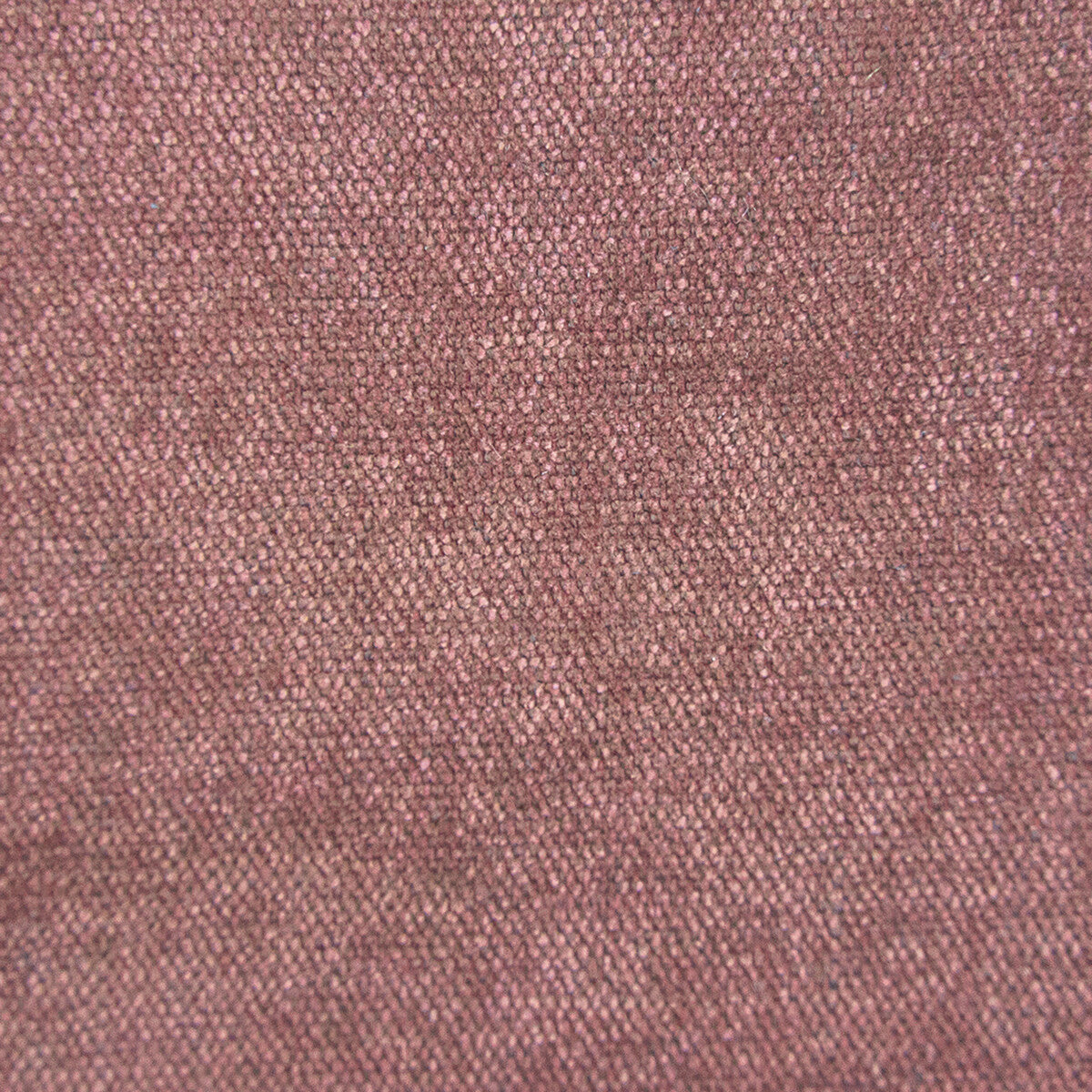 Fuu-Rosa Viejo