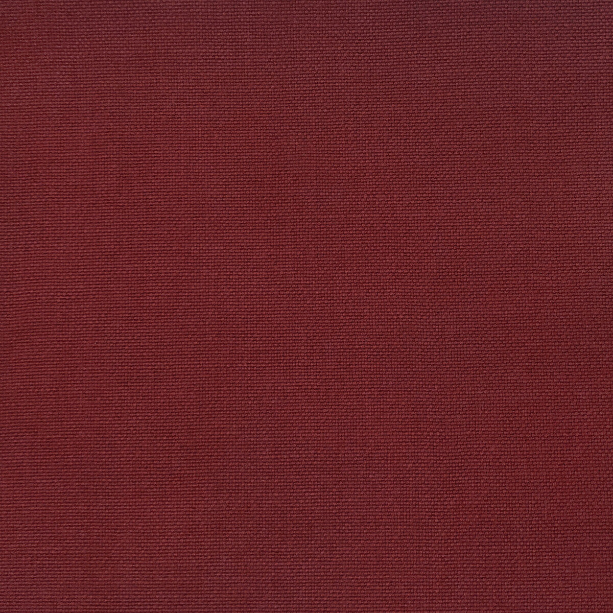 Palma-Petunia