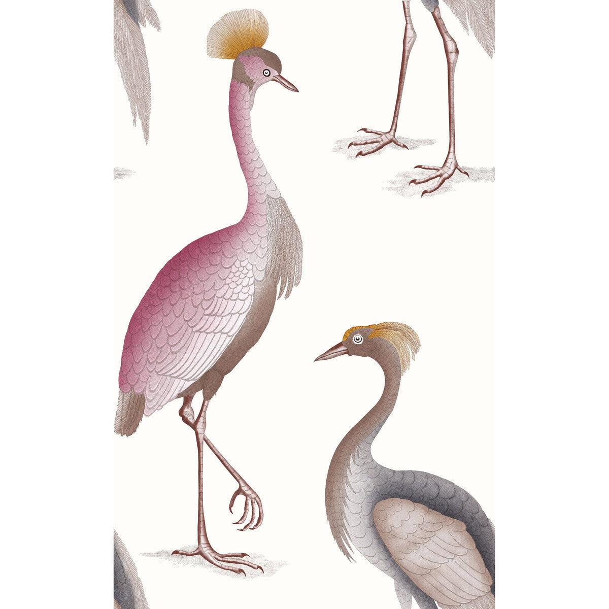 Garzas-Blanco