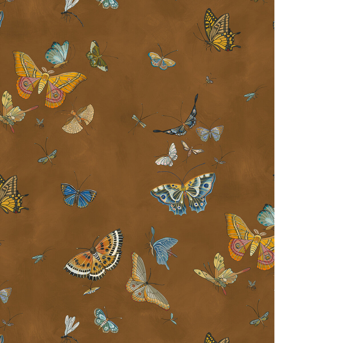 Butterflies-11