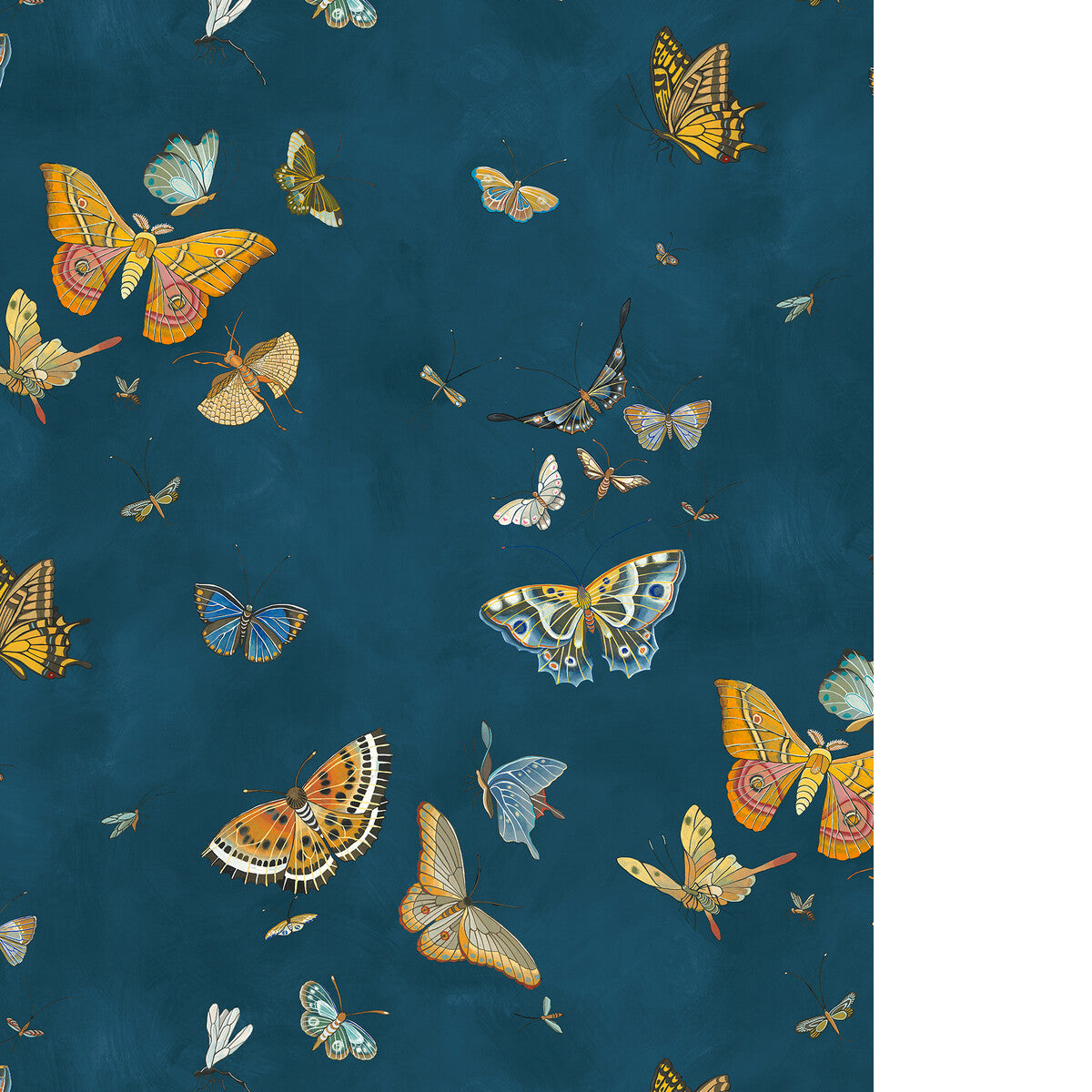 Butterflies-21