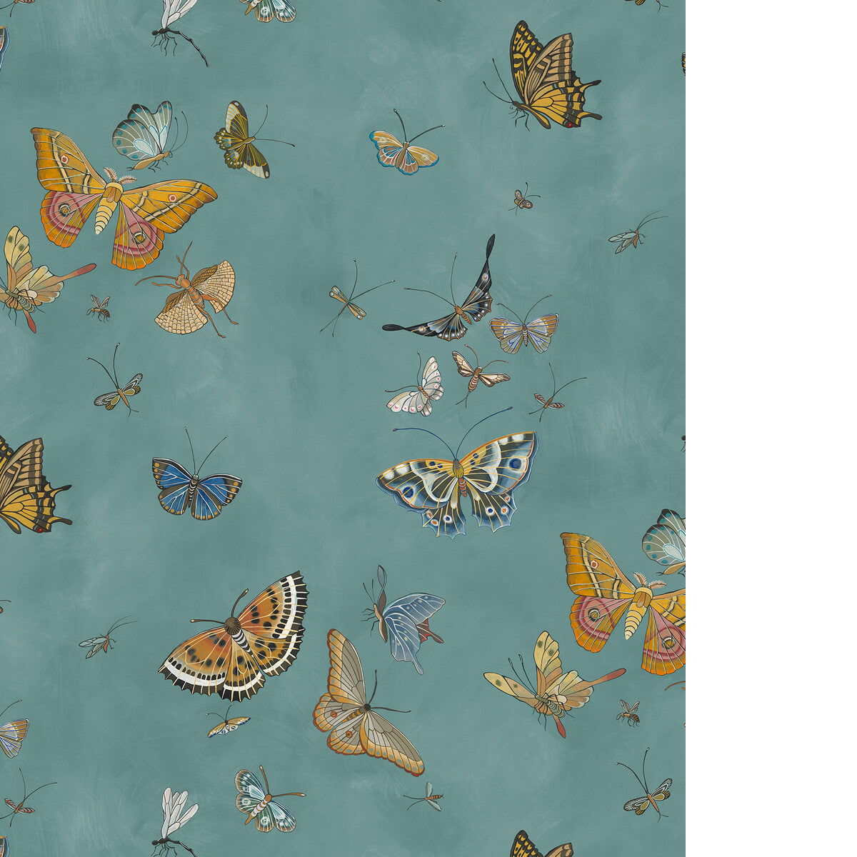 Butterflies-31