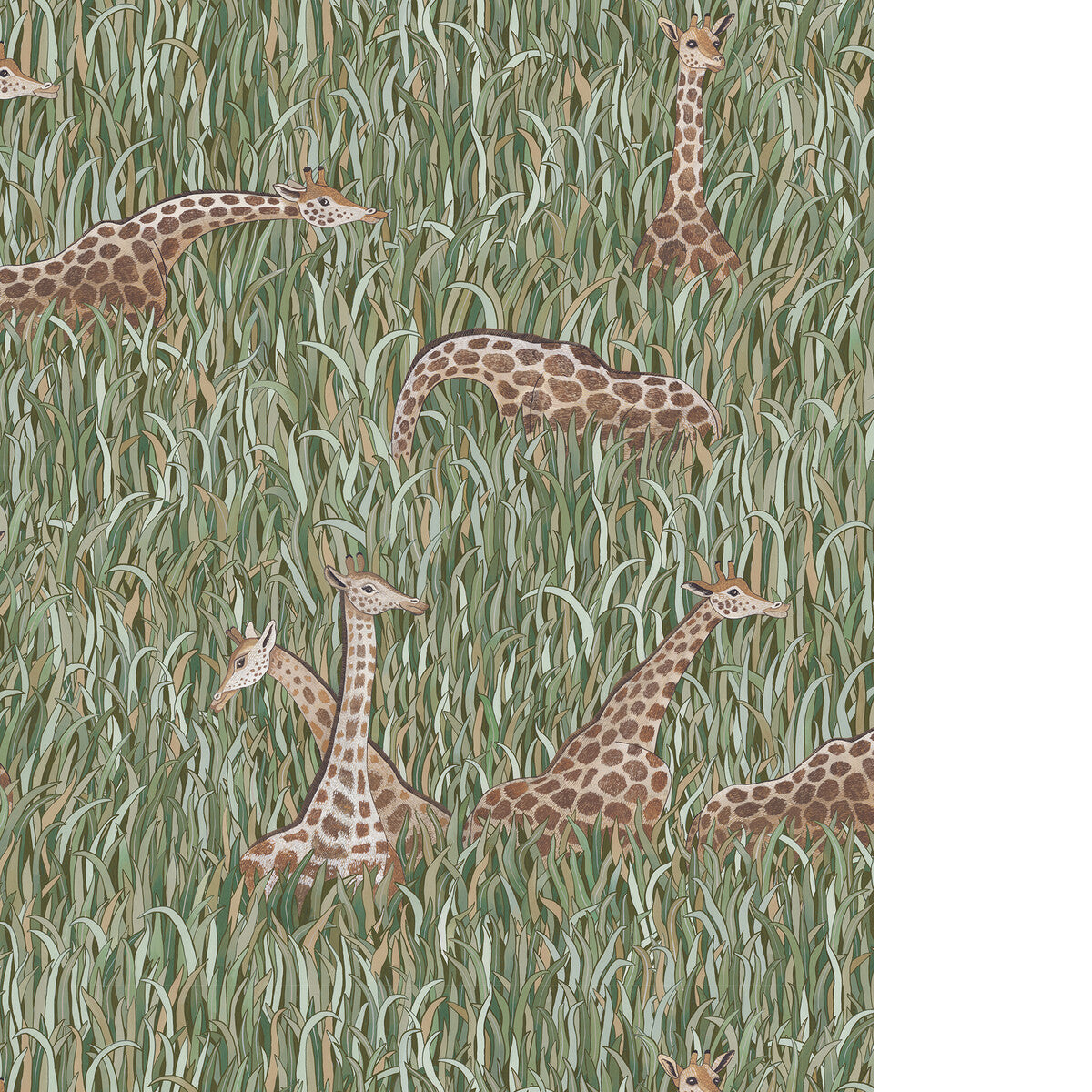 Giraffes-01