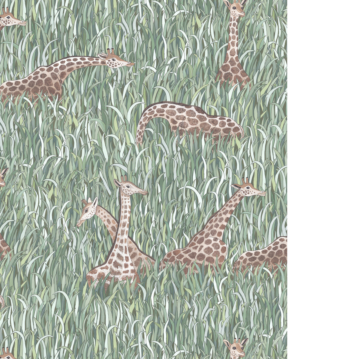 Giraffes-11