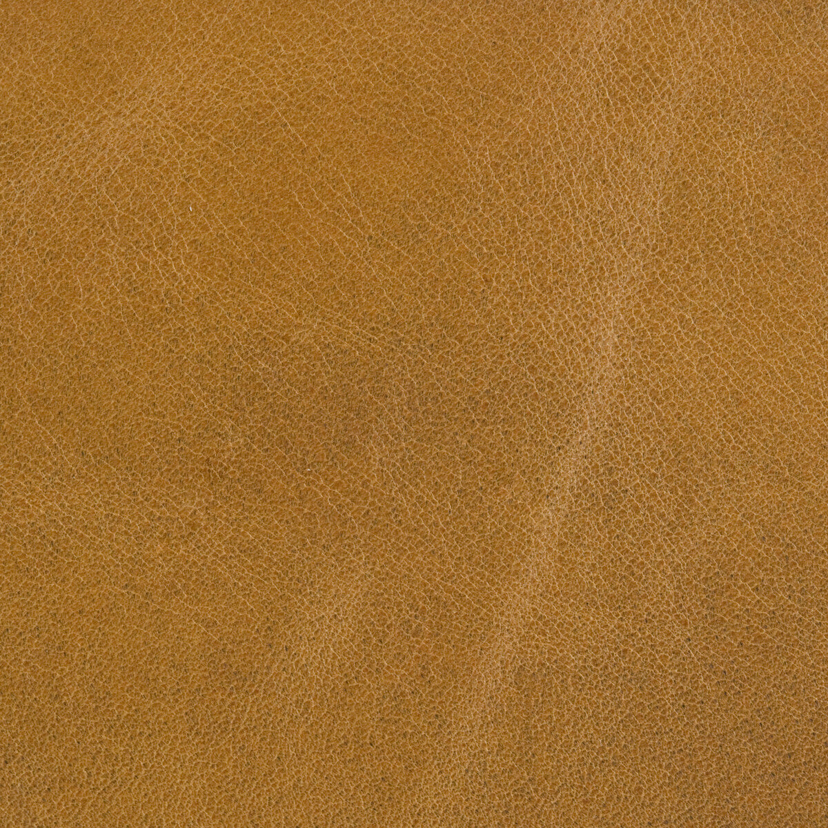 L-Utah-Mustard
