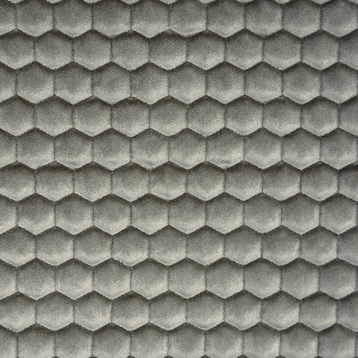 Quercus-Gris