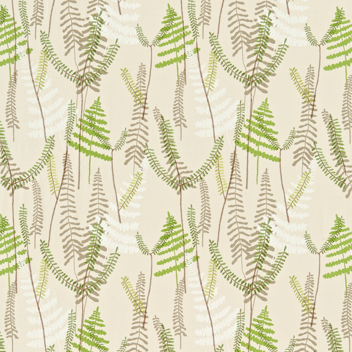 Athyrium-130352