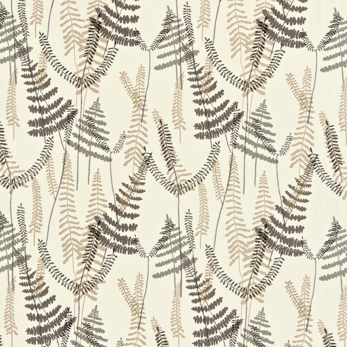 Athyrium-130353