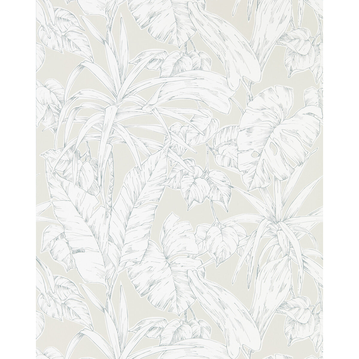 Parlour-Palm