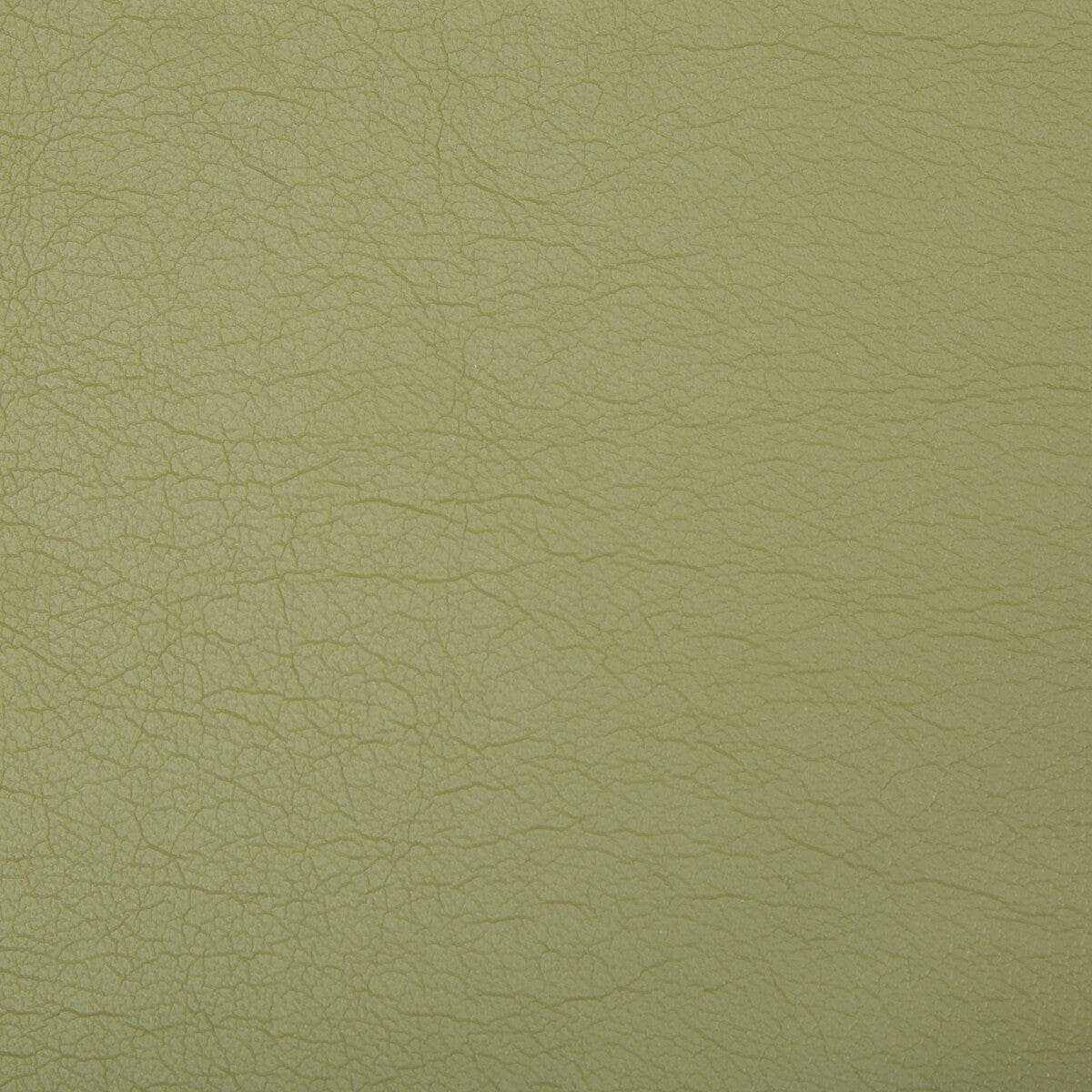 Optima-Green Tea
