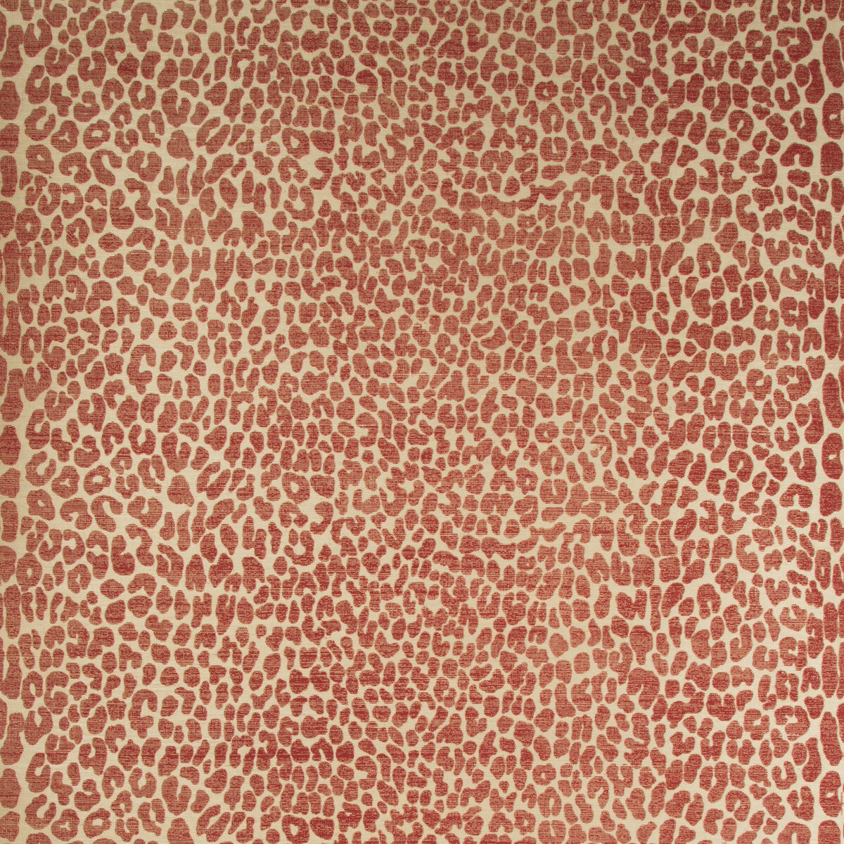 Ocicat Paper-Red
