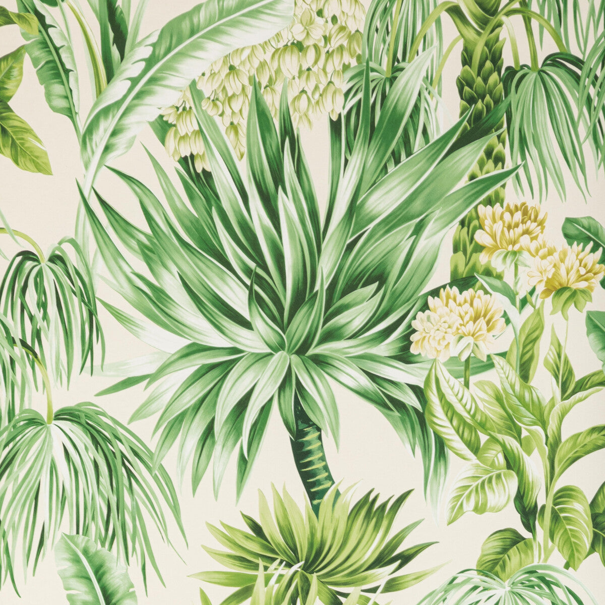 Caluya Paper-Palm
