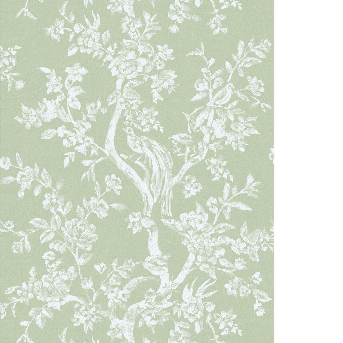 Camellia Toile Wp-Pear