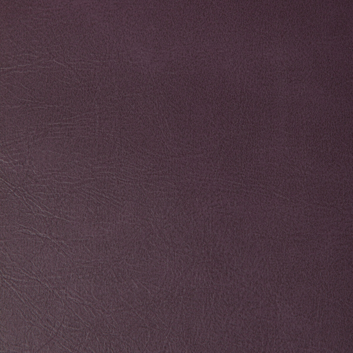Rambler-Aubergine