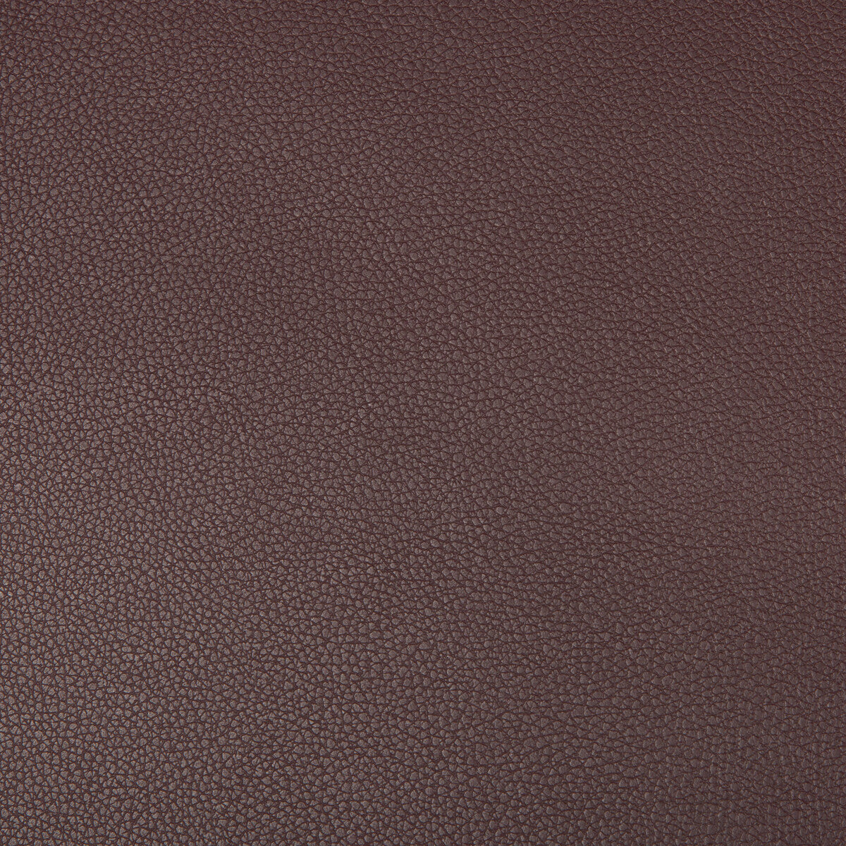 Syrus-Plum