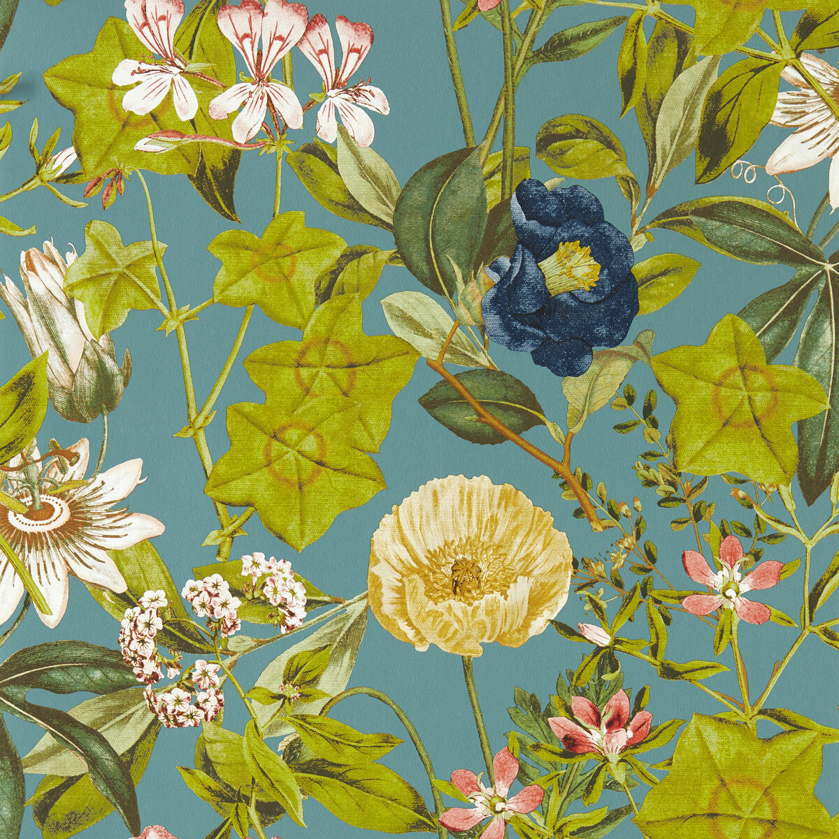 Passiflora-Chambray Wp
