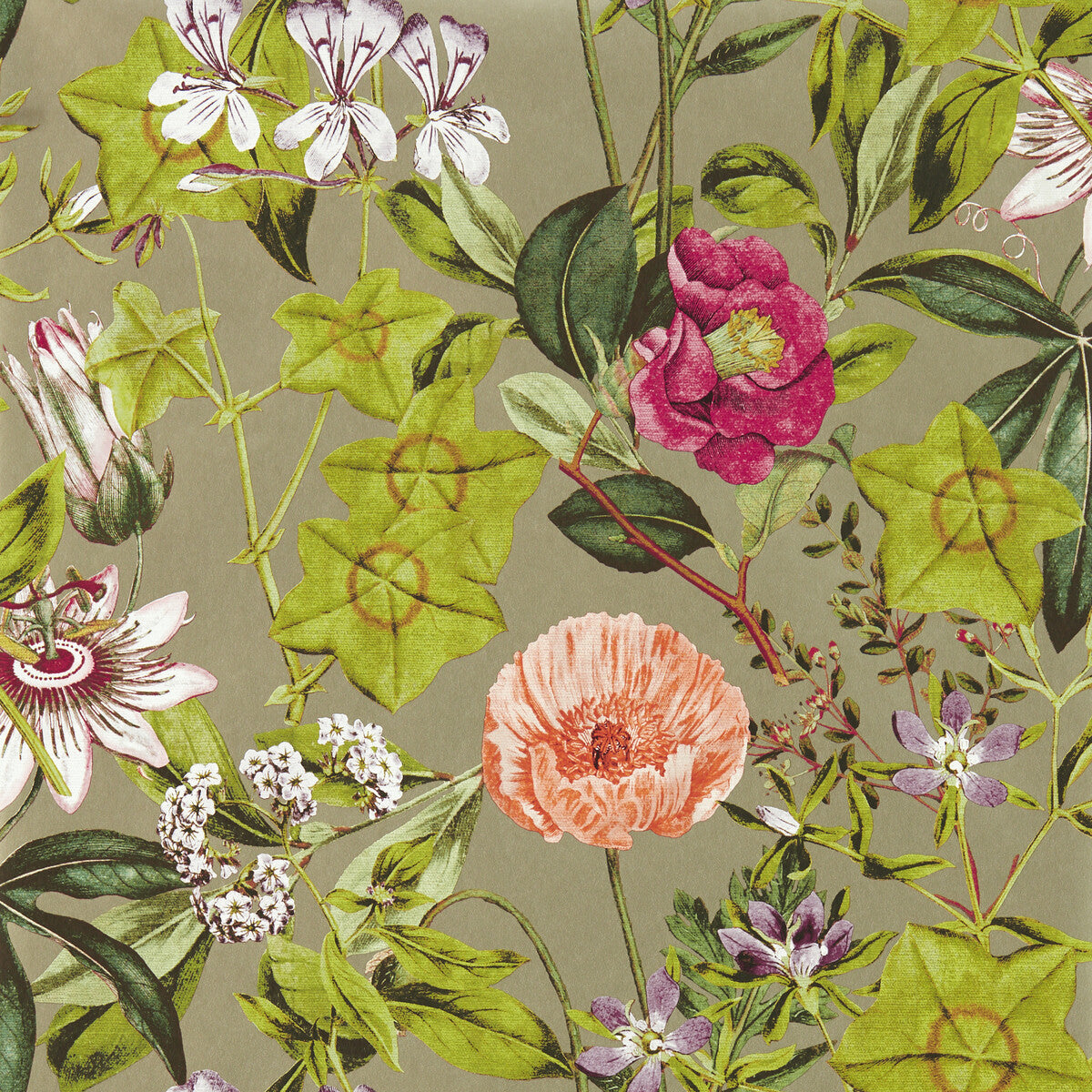 Passiflora-Mulberry/Gilver Wp