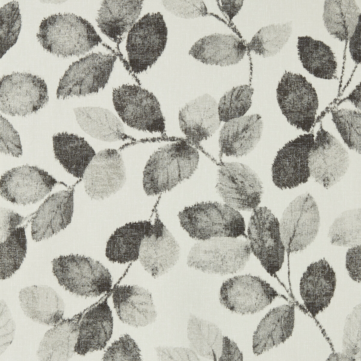 Northia-Charcoal Wp
